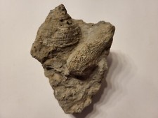 versteinerte Schnecke/Muschel und Koralle - 840 g - 11,5 cm x 9 cm x 8 cm