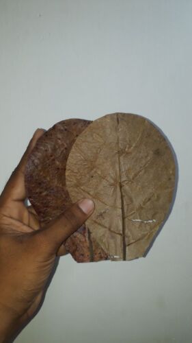 40Pcs Catappa Almond Leaves 5'' Fish Aquarium Care Indian Ketapang Leaf Shrimp - Picture 5 of 5
