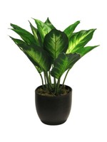 KüNstliche Dieffenbachia Sunshine Im Topf Ca. 25 Cm GrüN Kunstpflanze