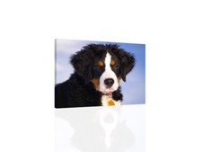 Bernese Mountain Dog I - CANVAS or PRINT WALL ART