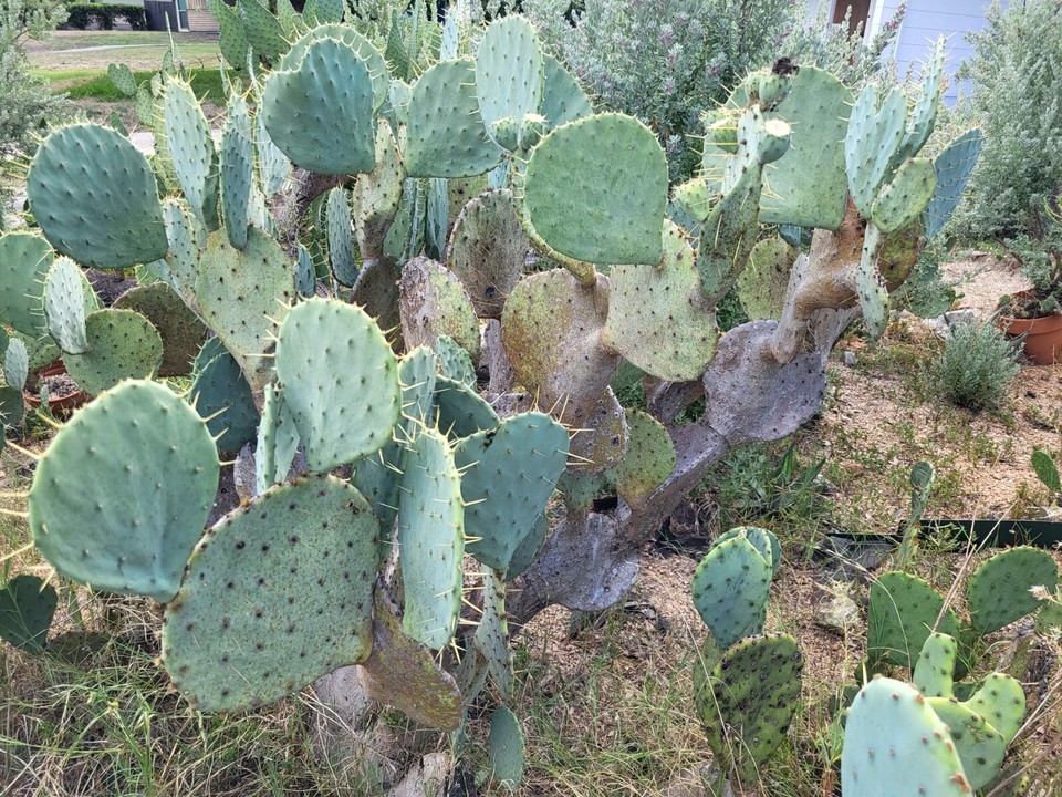 Opuntia Cacanapa pancake PRICKLY PEAR CACTUS two rooted pads West TX eBay