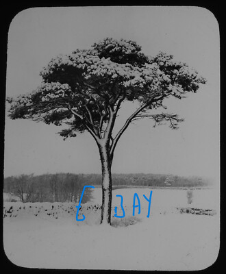 Photo A SCOTS FIR TREE IN WINTER Magic Lantern Slide C1890 OLD / EARLY ANTIQUE
