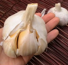 Elephant Garlic 2 Huge Bulbs Great for Spring Fall Planting Non GMO Mild Tasting