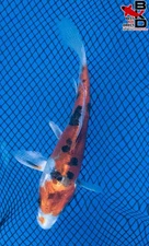 4" DOITSU YAMATO NISHIKI Live Koi Fish Garden Pond 10/26