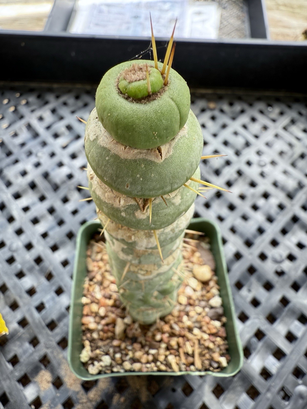 Eulychnia Castanea Spiralis “Unicorn Cactus “