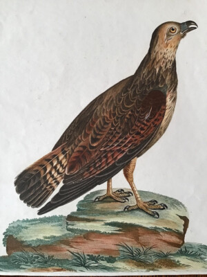 Antique bird print of possible juvenile Honey Buzzard by Le Vaillant, rare