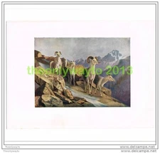 FANNING SHEEP COMING DOWN TO FEED, Book Illustration, 1907