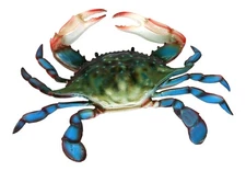 6 Inch Maryland Blue Crab Beach Wall Decor Resin