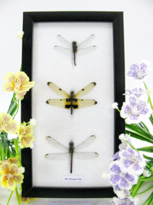 3 Real Beautiful Exotic Taxidermic Dragonflies in a Display Case - Mural 23