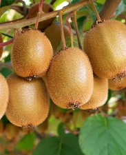 Tomuri Male And Vincent Female Kiwi - Actinidia chinensis - Live Plants !