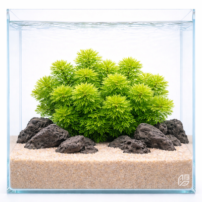 chinese money plant outdoors Chinese Money Plant — Green Acres Nursery & Supply main image 1