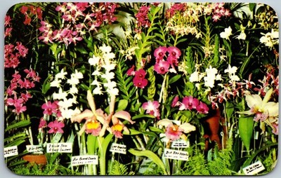 1960 Beautiful Different Color Hawaiian Orchids Hawaii Postcard I725
