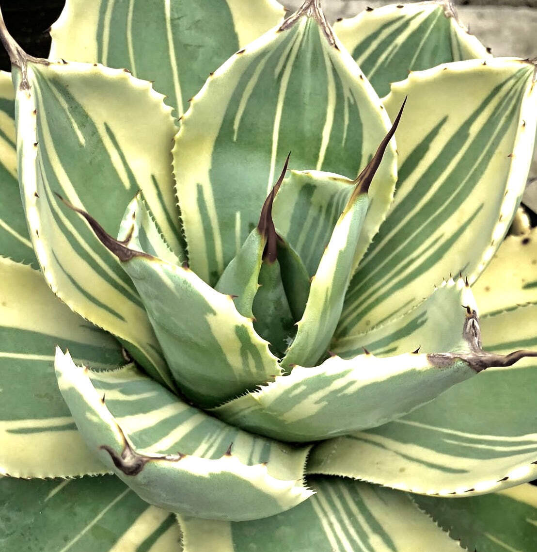 Agave parryi var truncata cv 'Lime streak' VARIEGATED - - Agave