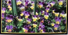 CHECKBOOK COVER LITTLE PURPLE & YELLOW FLOWERS