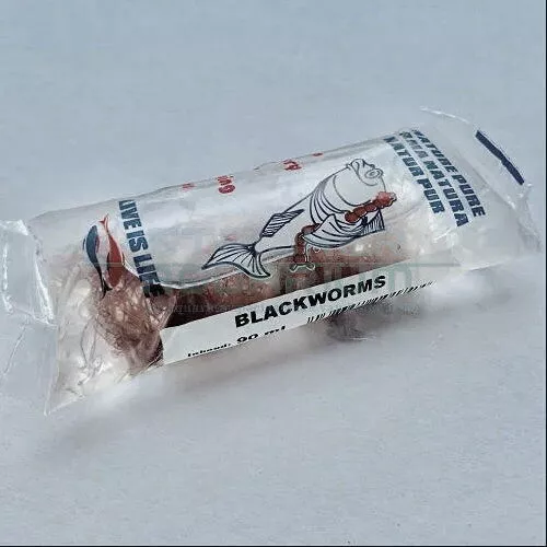 Live black worms for cheap fish