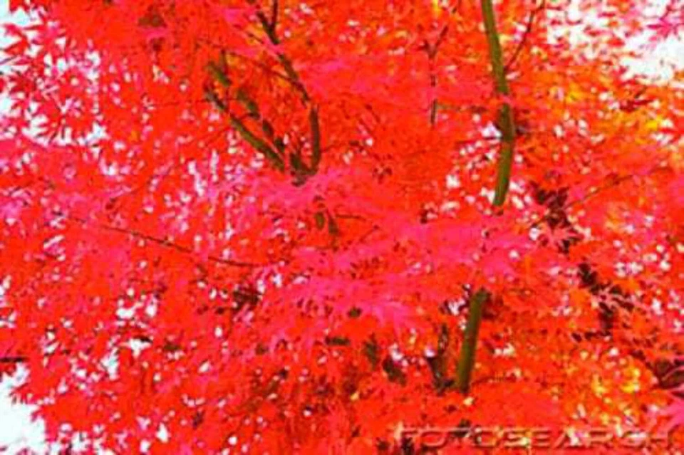 25 SIBERIAN MAPLE TREE Acer Ginnala Seeds - Red Fall Foliage - Image 3 of 3