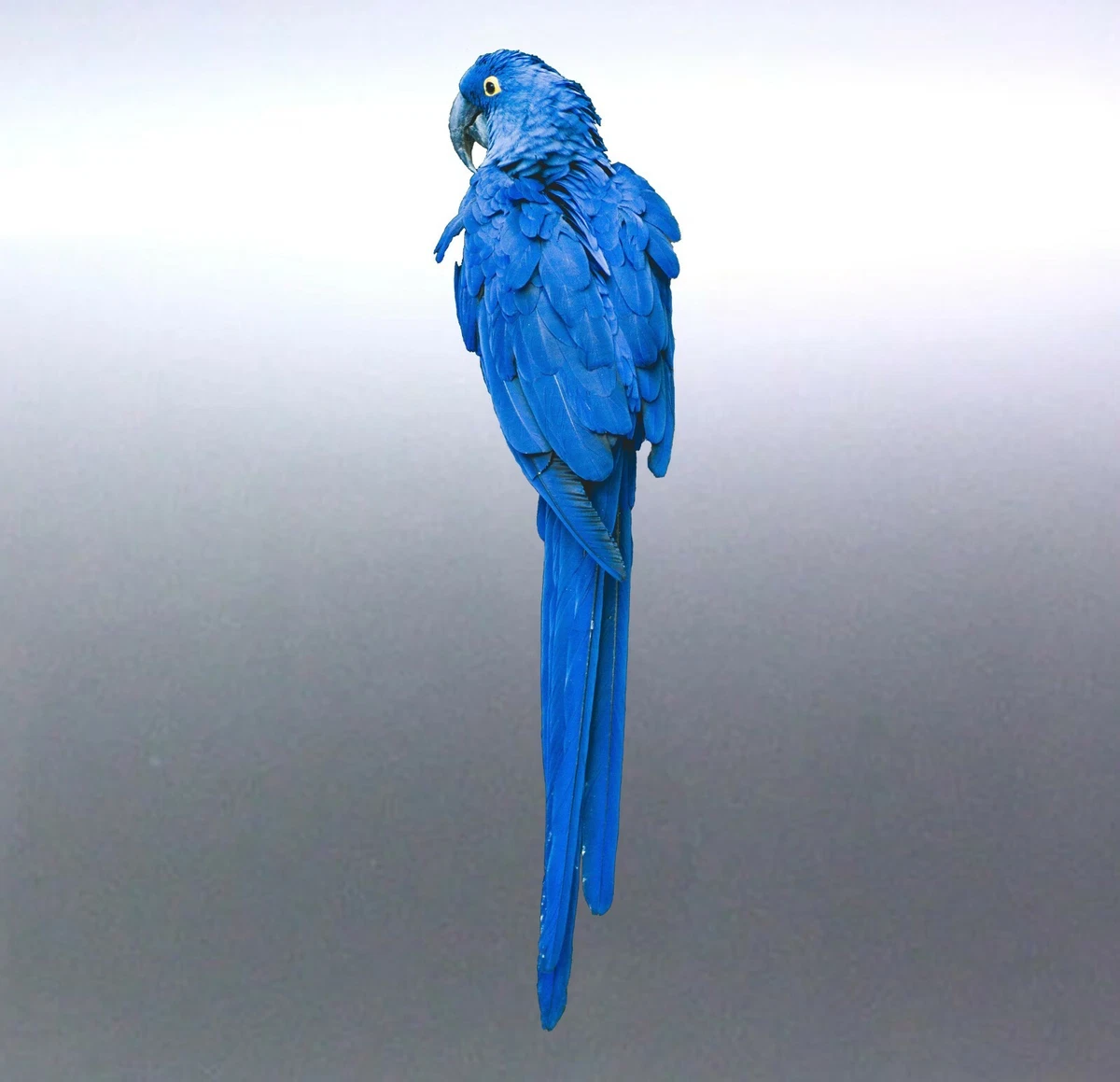 Large Mirrored pair Blue Parrot Macaw Stickers Australia made
