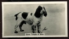 Tobacco Card, John Sinclair, CHAMPION DOGS, A Series, 1938, Cocker Spaniel, #14