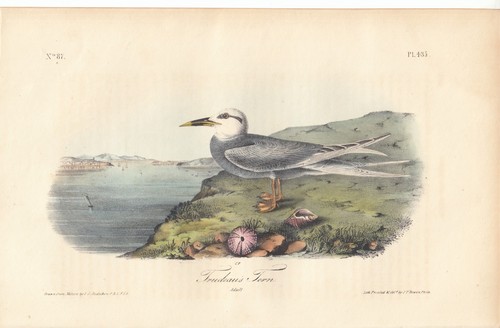 1st Ed. Audubon Birds Of America Print 1840: TRUDEAU'S TERN. 435