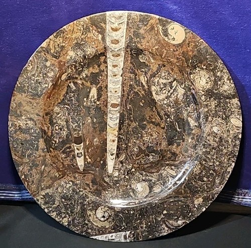 Fossil Round Ammonite Orthocera Serving Platter Plate Cheese Charcuterie - Picture 13 of 13