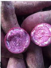 6 Japanese Purple Sweet Potato Plants /sweet Potato Slips