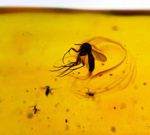 Ámbar dominicano 13,4 gramos con insectos voladores fósiles - mosquito hongo y un mosquito volador - Imagen 4 de 6