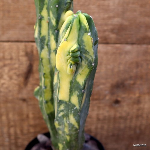 D4122 MYRTILLOCACTUS GEOMETRIZANS MACETA ABIGARRADA 12-H31-W11 cm MaMa Cactus - Imagen 2 de 4