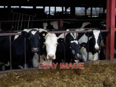PHOTO  BEEF CATTLE AT GLAN ABER FARM THE CATTLE ARE INDOORS AND BEING FED ON SIL