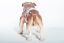 thumbnail 5  - Royal Doulton Animals Large Bulldog HN1042 Brown &amp; White - UK Made