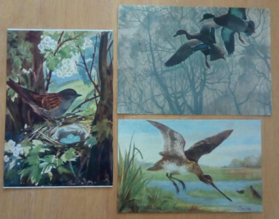 3 KARTEN;BRITISCHE VÖGEL;HECKENSPERLING;STOCKEN;SCHNEPFE;ca1970