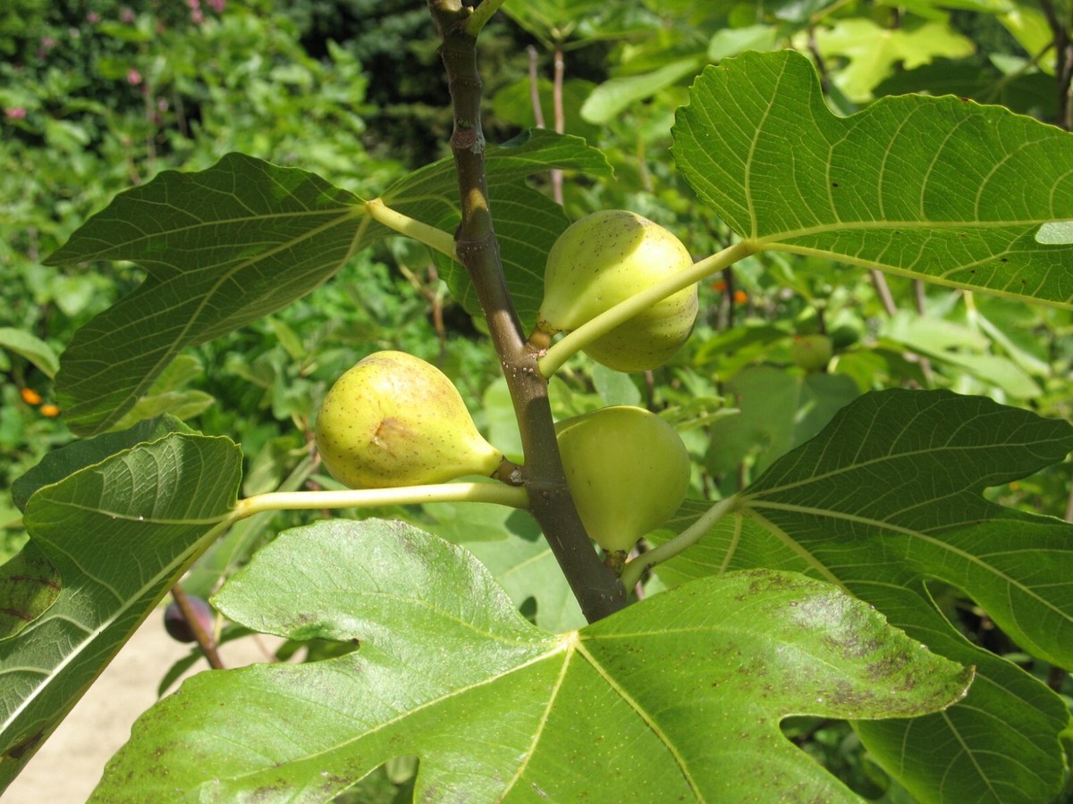 Fig tree _ReFa FINE BUBBLE U【ホワイト】 s-l1200.jpg