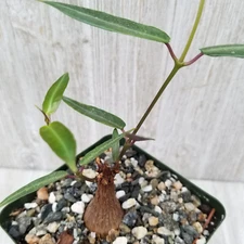 Petiopenta natalensis cactus Cacti Succulent real live plant