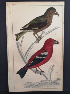 Old coloured lithograph from 1848. Crossbill, Finch (Fringillidae). unknown
