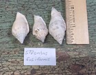 Strombus Fusiformis Seashell Beach Decor Beach Collectibles Lot Of Three — photo 1
