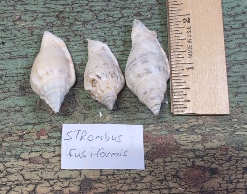 Strombus Fusiformis Seashell Beach Decor Beach Collectibles Lot Of Three