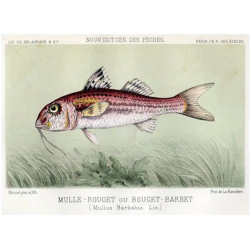 1868 Pêche et Poissons (Fish) Hand Painted Stone Chromo-Lithograph, RED MULLET - Picture 2 of 5