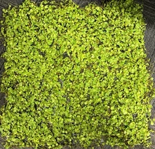 Vickerman 19.5'' Artificial Green Leaves Square Mat