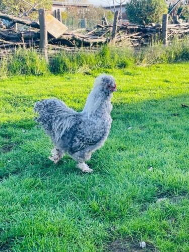10 Bruteier Seidenhühner groß Seidenhühner Huhn - Bild 2 von 15