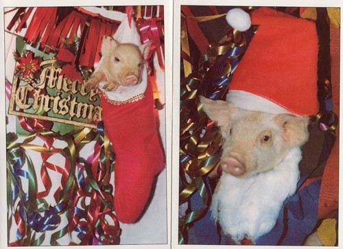 Piglets In Santa Hat/Stockings 2 Christmas Cards Photos by George Dudley ©1980