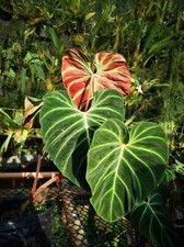 TC 1408ZR Philodendron Verrucosum Kletterpflanze Climbing Seeds Samen Stück