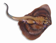 Hand Painted 14" Stingray Fish Wall Mount Decor Sculpture 77S