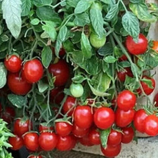 50+ Cherry Tomato Seeds, Fresh, Ready for Planting, Free Shipping USA