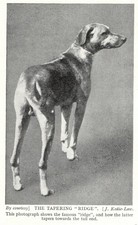 Rhodesian Ridgeback "Ridge" - 1934 Vintage Dog Art "Photo" Print - CUSTOM MATTED