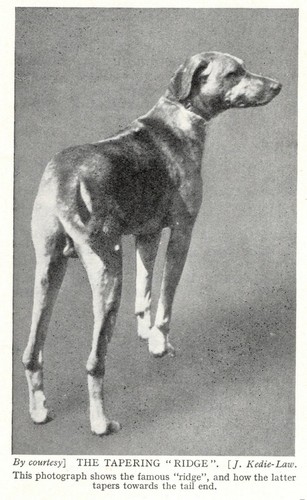 Rhodesian Ridgeback "Ridge" - 1934 Vintage Dog Art "Photo" Print - CUSTOM MATTED