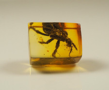 VERY RARE INSECT BLAKE Inclusion in GENUINE BALTIC AMBER stone 0.8 g. F189