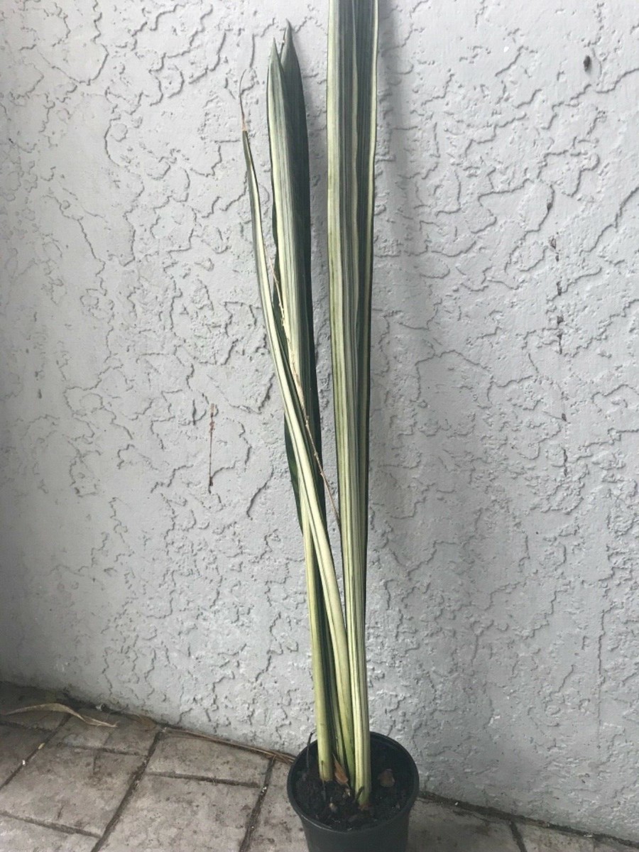 Bantel Sansevieria/ White lightening Snake Plant 24+ | eBay