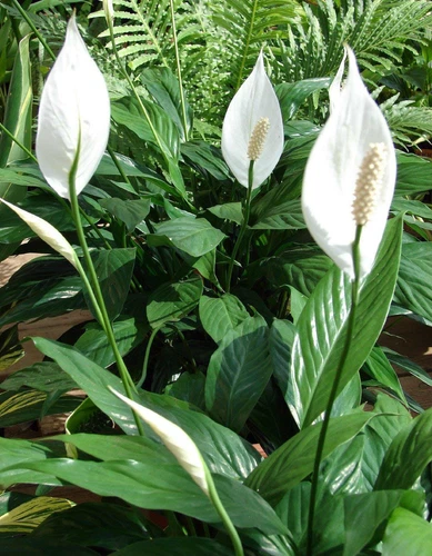 Peace Lily Spathyphyllium Houseplant 4" Pot Live Plant Best Gift