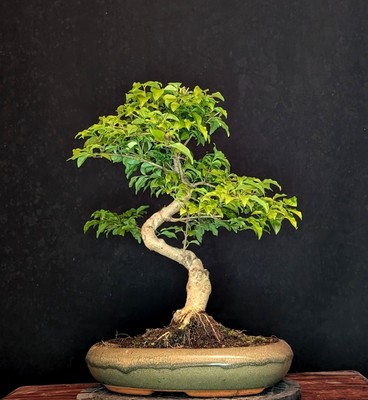 BONSAI CHINESISCHER LIGUSTER LIGUSTRUM SINENSIS  PFLEGELEICHT INDOOR