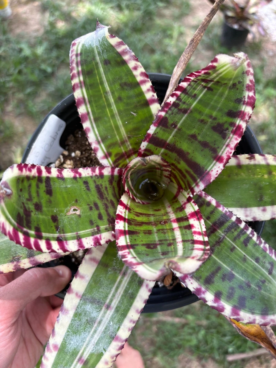 Neoregelia for sale | eBay