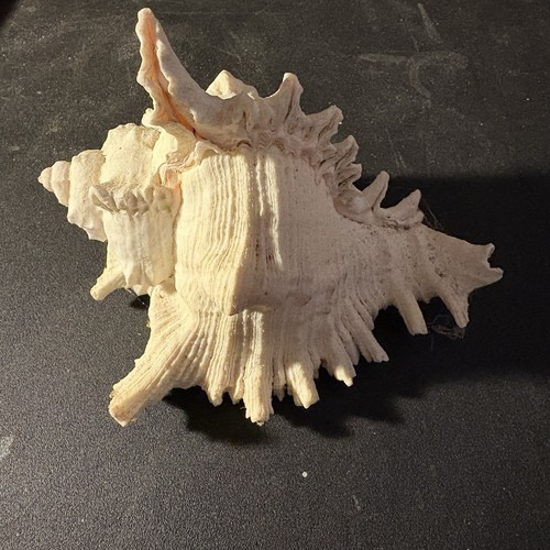 Ramose Murex shell,  Chicoreus ramosus, very nice specimen